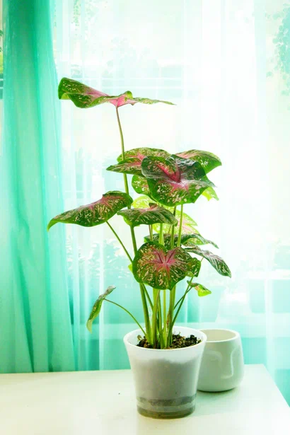 Каладиум. Фото и коллекция автора masteritayaplants