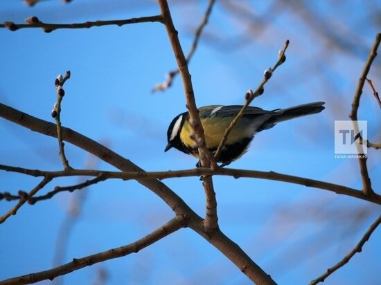     Фото: ИА "Татар-информ"