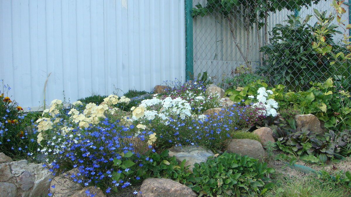 Первое сохранившееся фото 19.08.2013 года. Здесь, в основном, лобелии и флоксы Друмонда