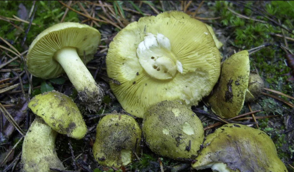 Для зеленки не нужны особые приметы . настолько характерная внешность!