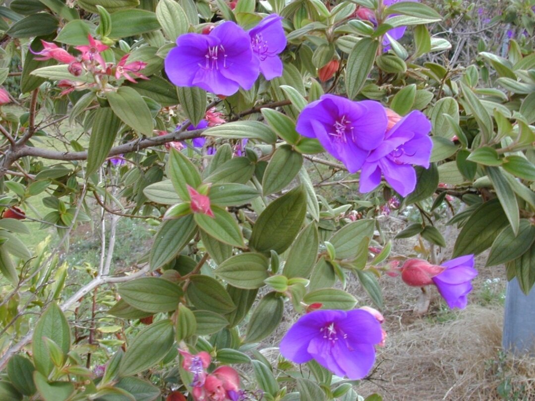 Тибухина Урвиля (Tibouchina urvilleana). Фото: plants.ces.ncsu.edu