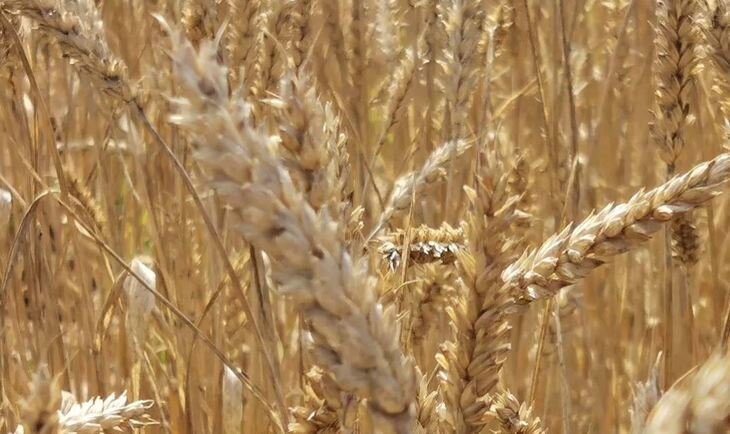    В Индии стартовала раздача семян новых сортов пшеницы фермерам под урожай 2023