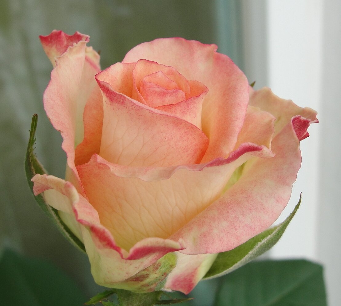 Распускающиеся бутоны розы Lipstick