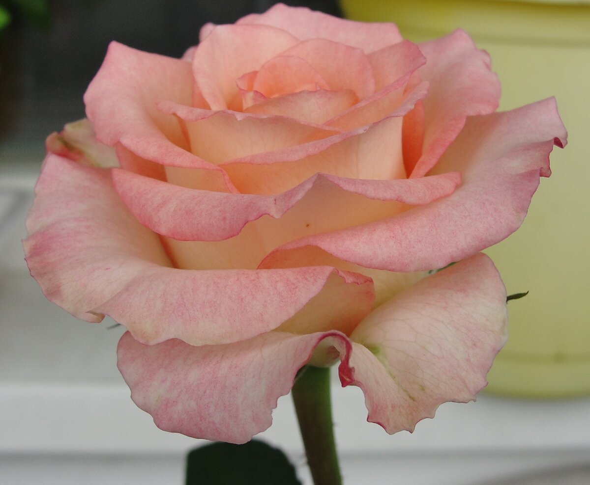 Распускающиеся бутоны розы Lipstick