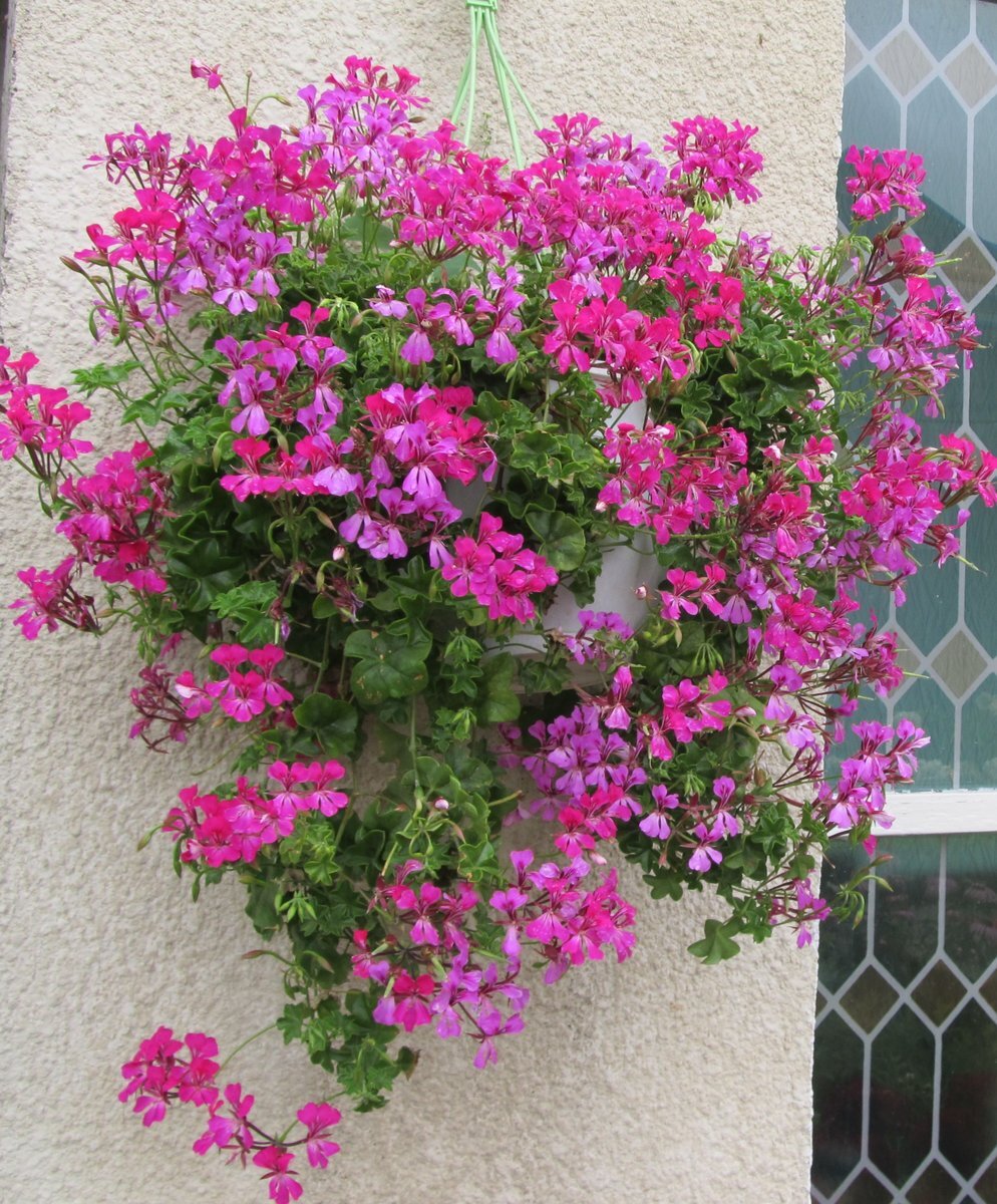 ������ �� ����������� https://domashniecvety.ru/wp-content/uploads/a/8/e/a8e207a1a7340951b47f678221e776c7.jpe