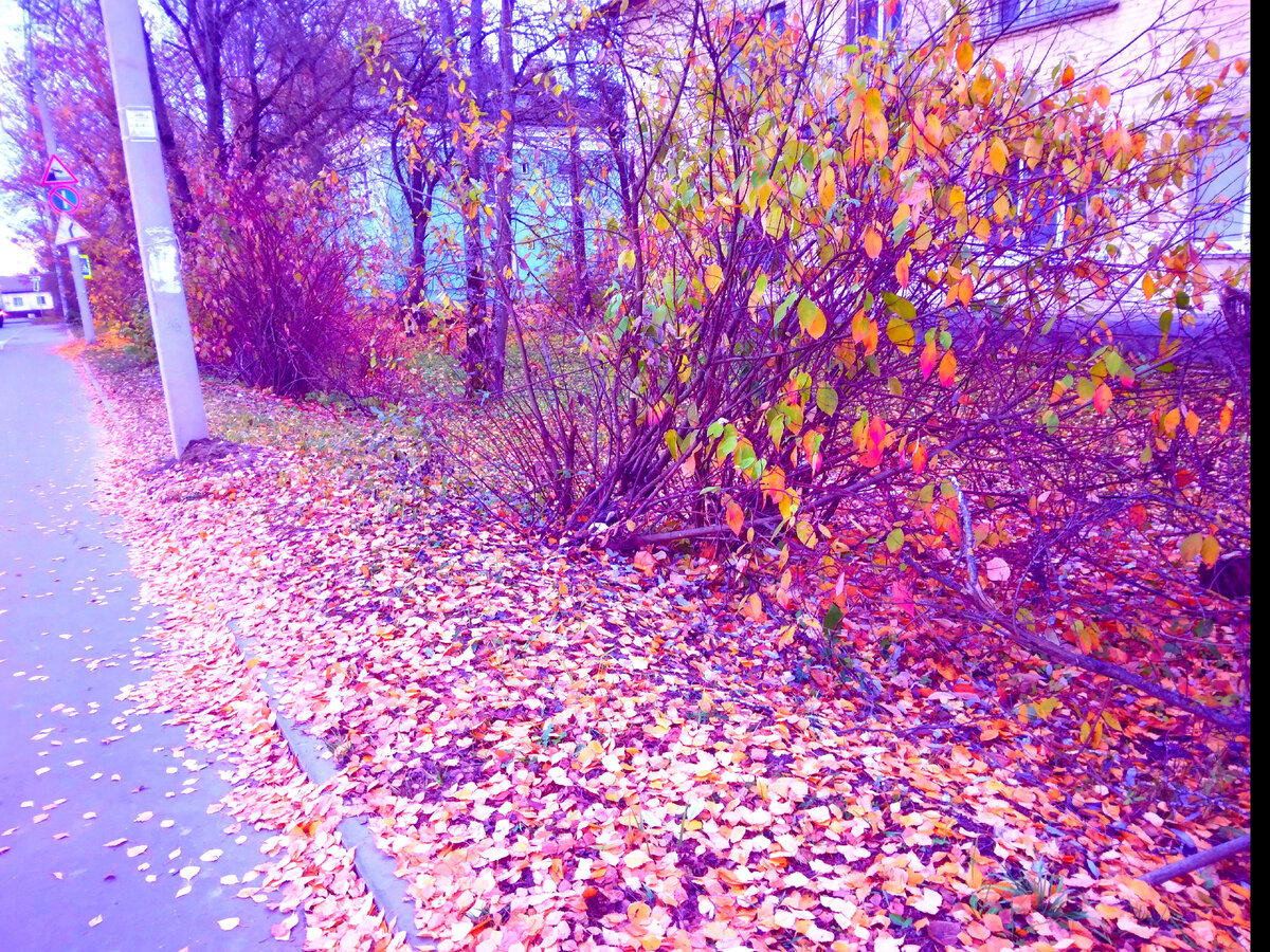 Природа на улице Боярова города Тосно. Фото автора Ирины Одарчук