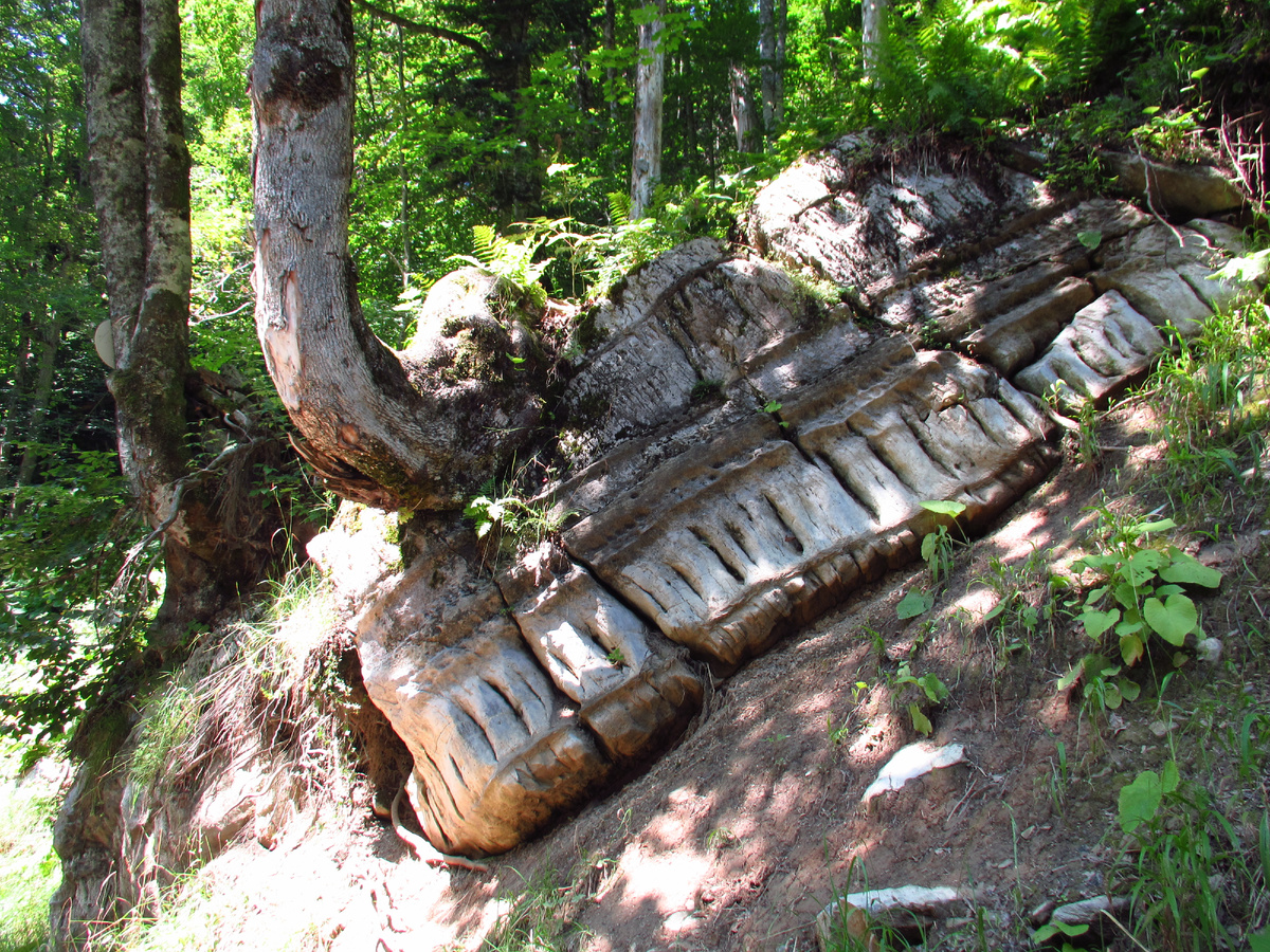 Лесные пейзажи в парке водопадов Менделиха