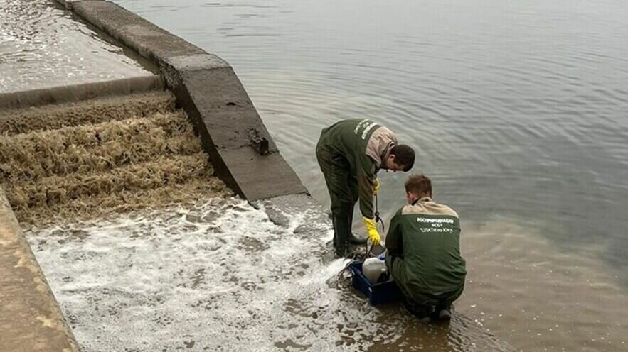     Зловонные стоки из поврежденного в сквере Пахмутовой коллектора успели утечь в Волгу, выяснил Росприроднадзор. Специалисты ведомства замерили площадь залитой территории и отобрали пробы почвы в сквере и воды в реке.