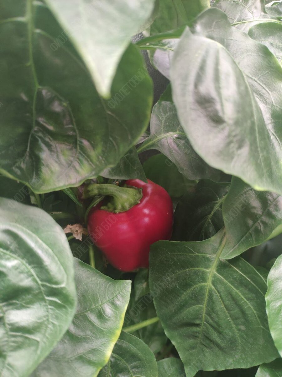 «А че, давайте вырастим!». С этой фразой и с большим потоком вдохновения начали воплощать идею в жизнь.-24