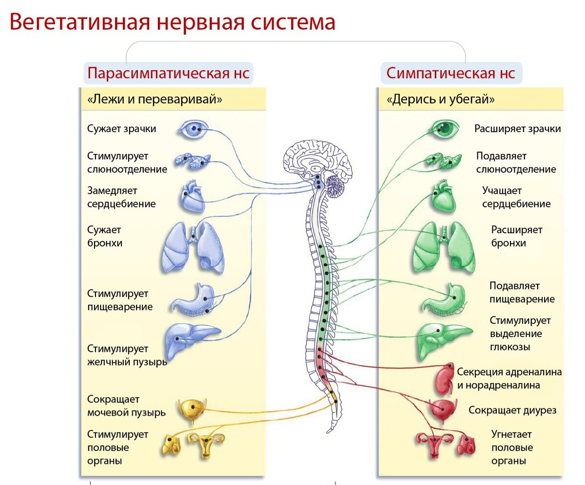 Вегетативные неврозы нервной системы - лечение в Екатеринбурге