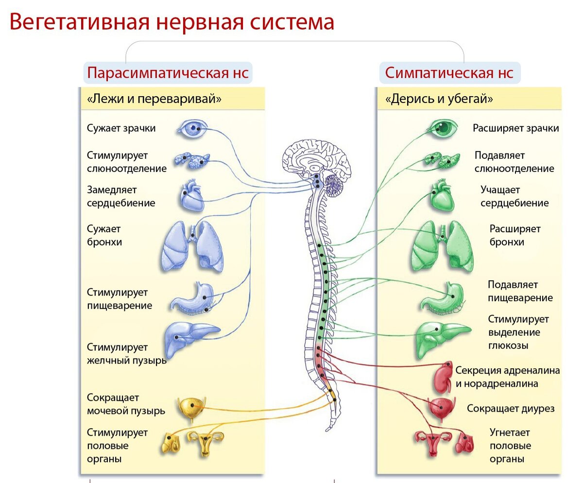 Вегетативная нервная система это