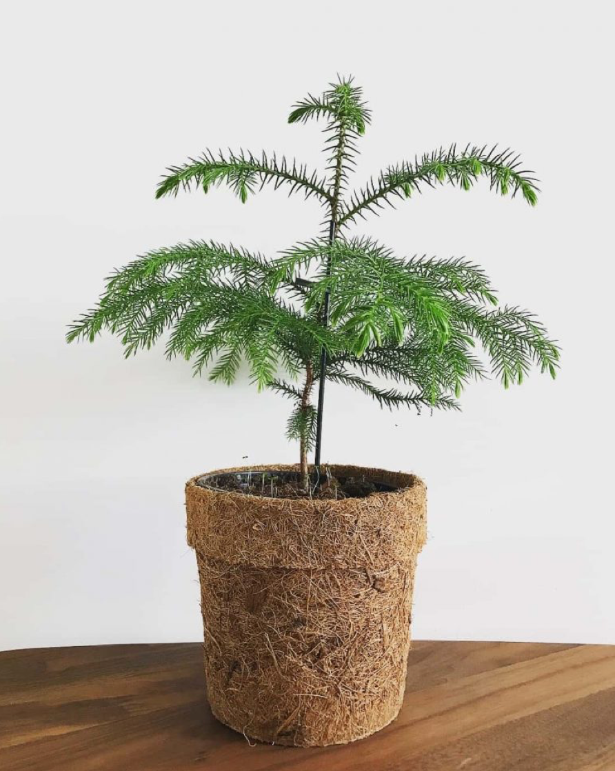 Араукария – отличный вариант красивой домашней живой елки (источник фото: https://komnatnie-rastenija.ru)