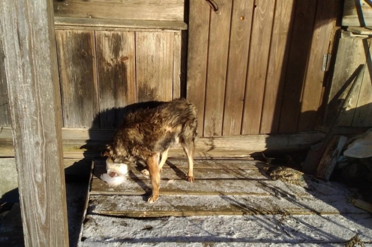    В Торопецком районе собака после смерти хозяина осталась в пустой деревне