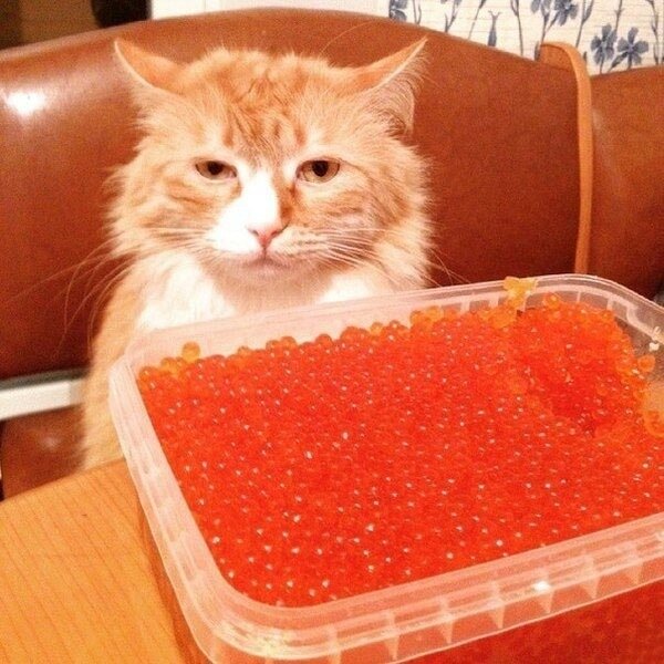 иллюстрация из яндекс картинки.