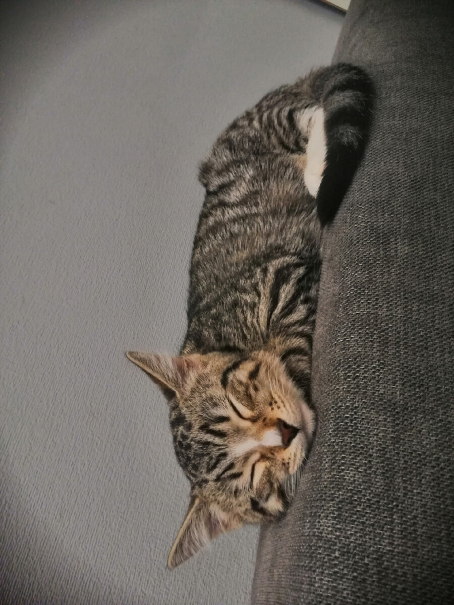 А это я на протяжении всех выходных😸 