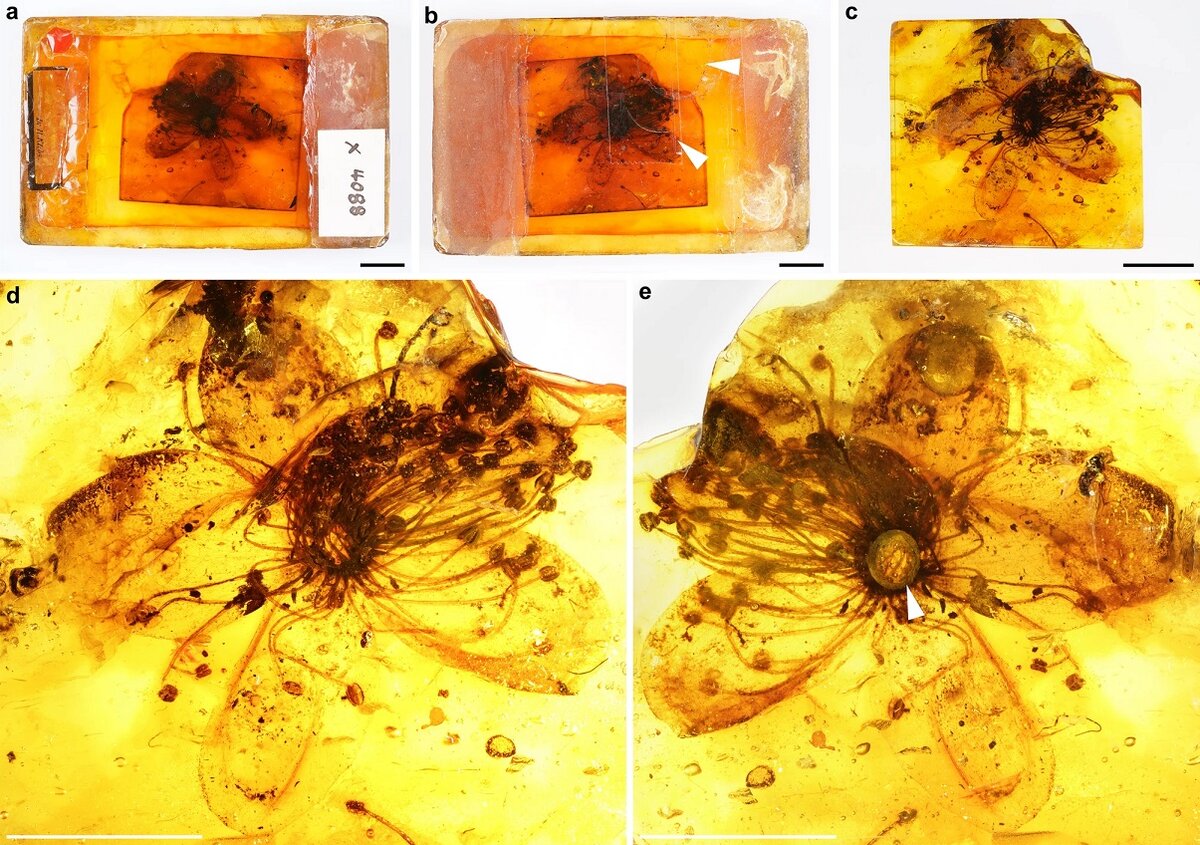    Symplocos kowalewskii. Образец янтаряhttps://www.nature.com/articles/s41598-022-24549-z