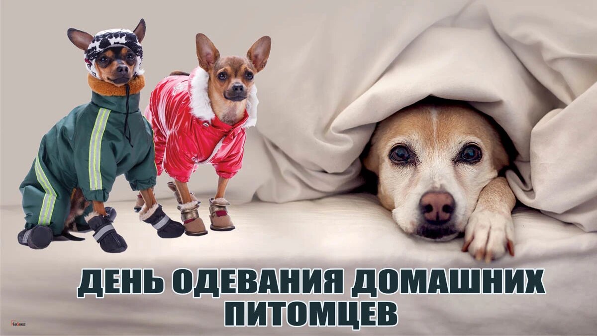 День одевания домашних питомцев. Иллюстрация: «Курьер.Среда»