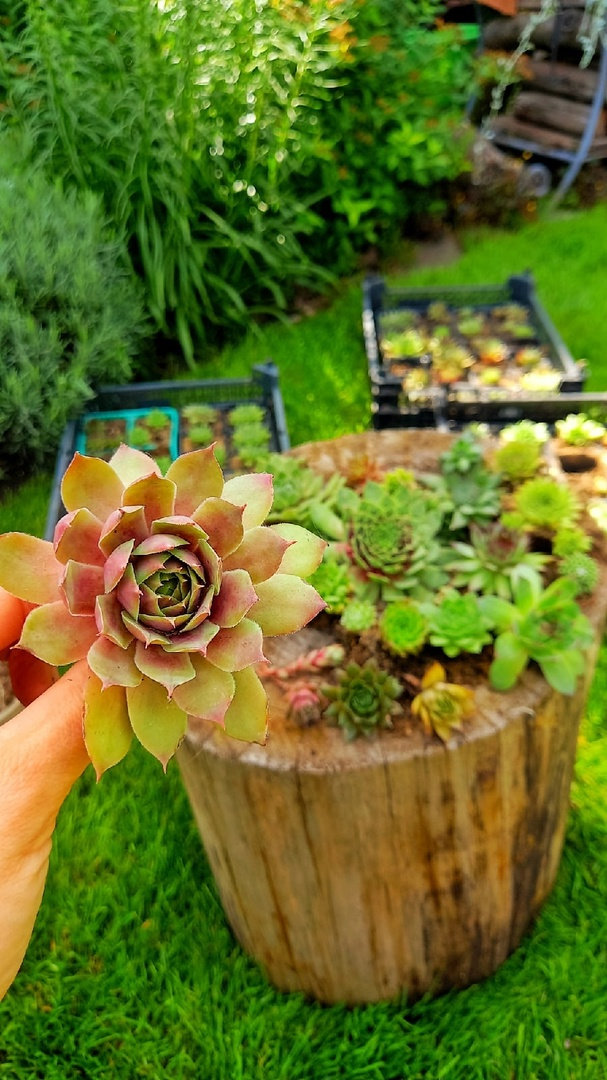 "Детки" молодило