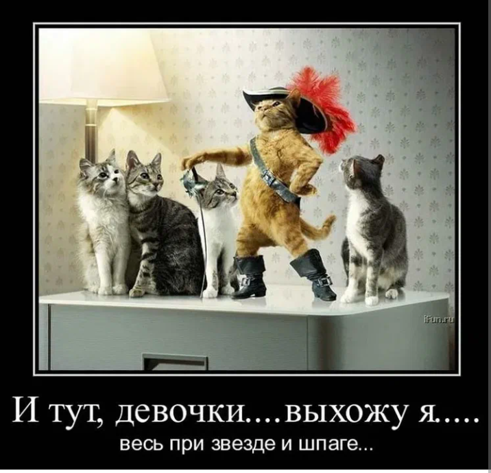 Свободный доступ. Котов и кошек много. А кот в сапогах один 😉👌