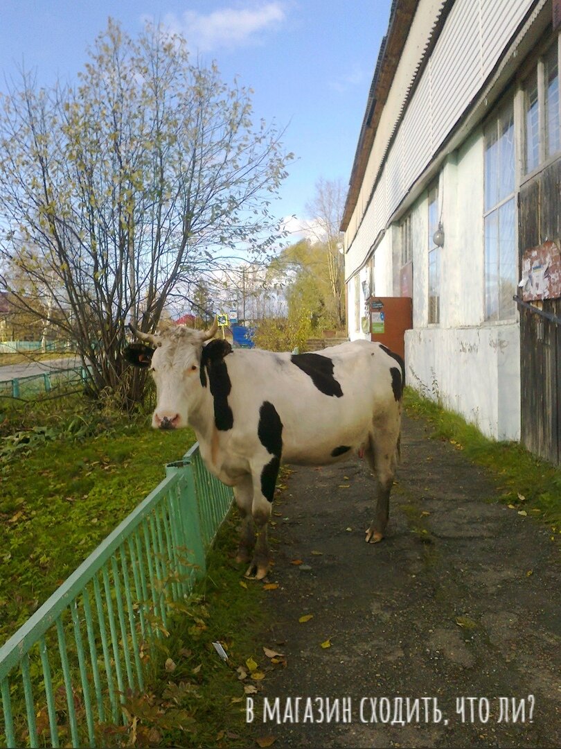 В НАШЕМ СЕЛЕ КОРОВЫ ХОДЯТ САМИ ПО СЕБЕ!