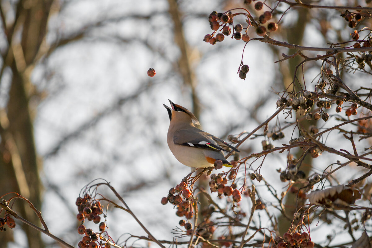 Свиристель
