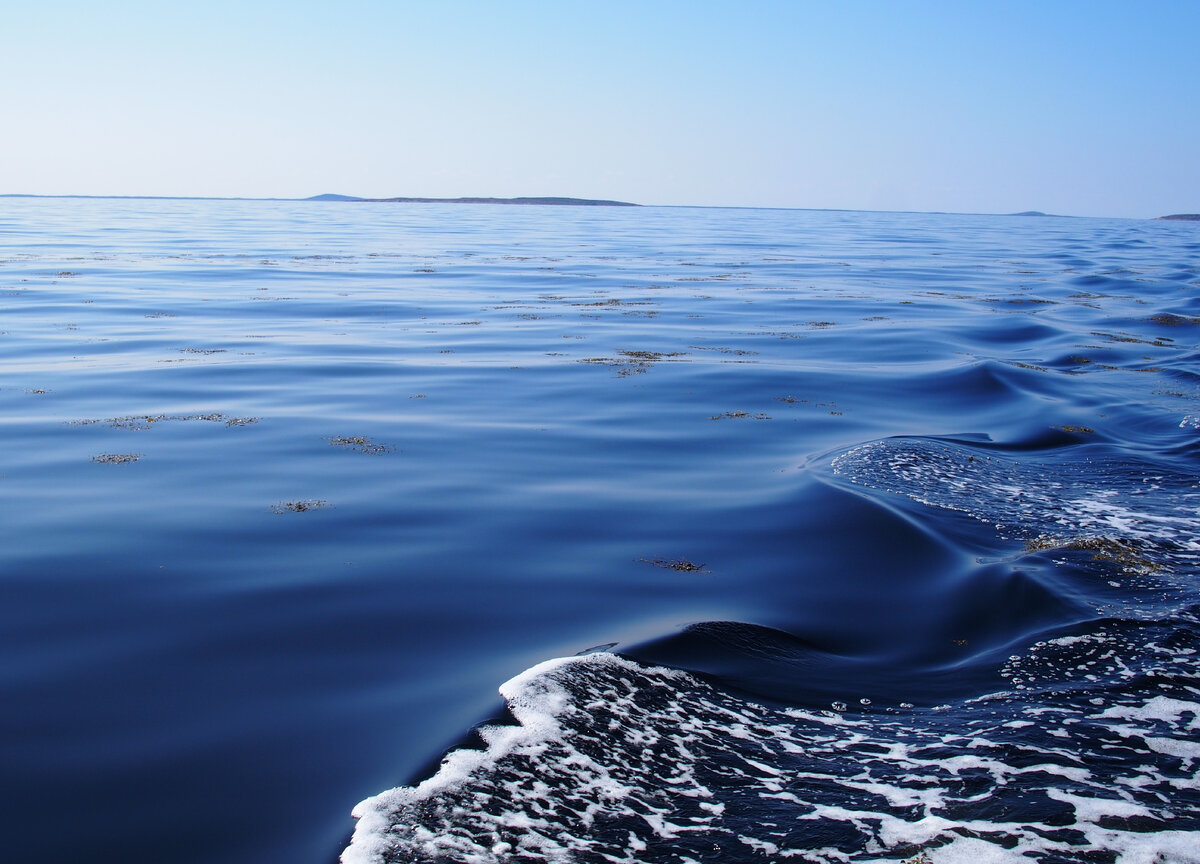 Судно на белом море 5 букв