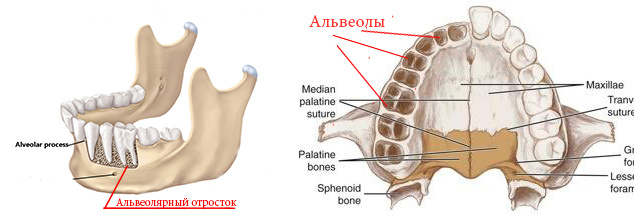 Так зубы крепятся в наших челюстях. Картинка из свободных источников.