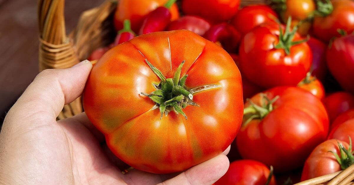 Томат боботай. Древний томат. Томаты самые вкусные сорта и неприхотливые.