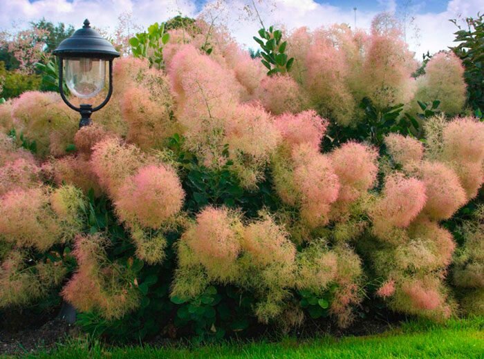 Скумпия Кожевенная Cotinus coggygria