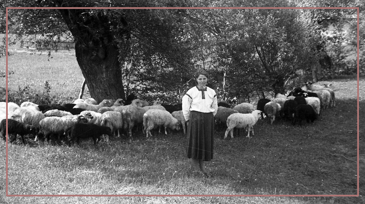 Стадо овец на полонине, 1960-е гг. УССР, Ивано-Франковская область, Косовский район