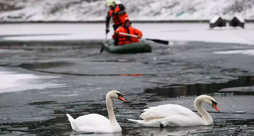 Ночью мороз усилился, и водоем сковало хрупким слоем льда 