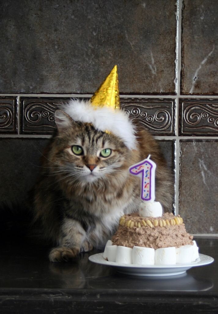 Котик именинник картинки
