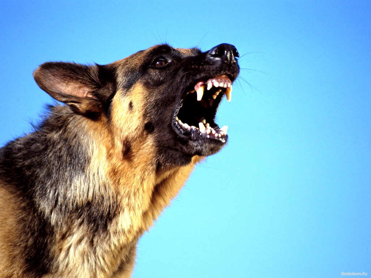 Яндекс картинки.  Казалось, что любое произнесённое слово напоминает ей о грозно лающей собаке, об её клыках и поднятой шерсти на загривке.