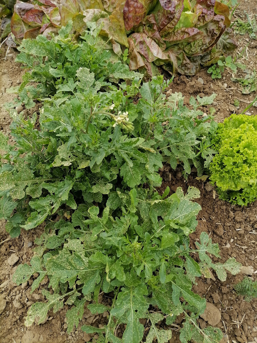 Грядка с зеленью: укроп, микс салатов, руккола