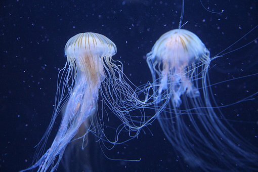 Фото взято из открытых источников 