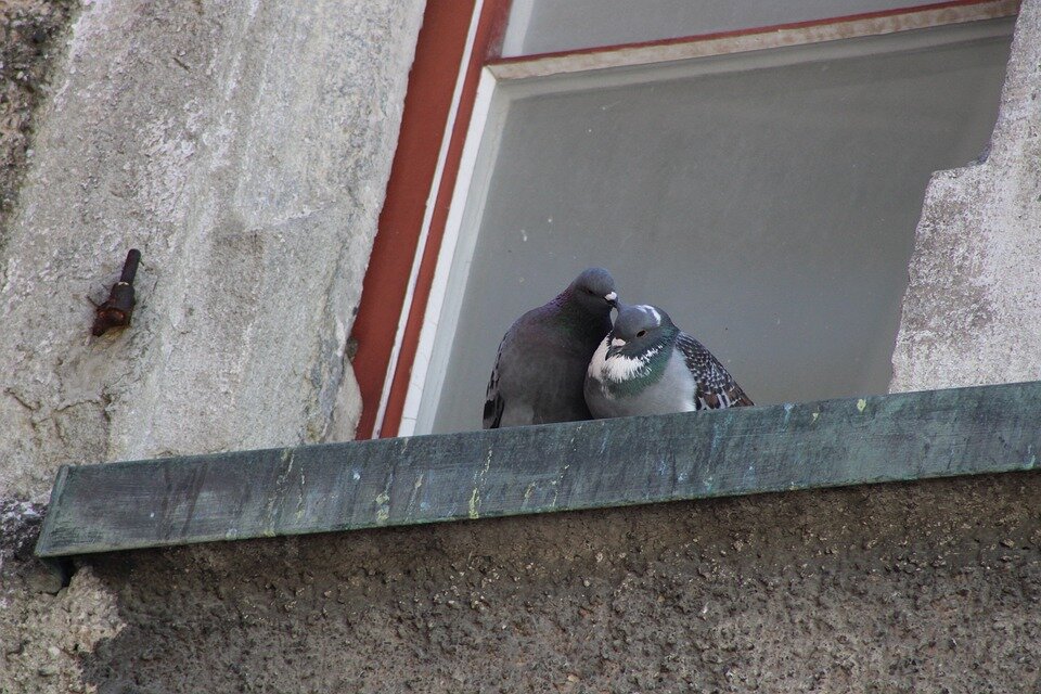 птица залетела в окно - плохой знак