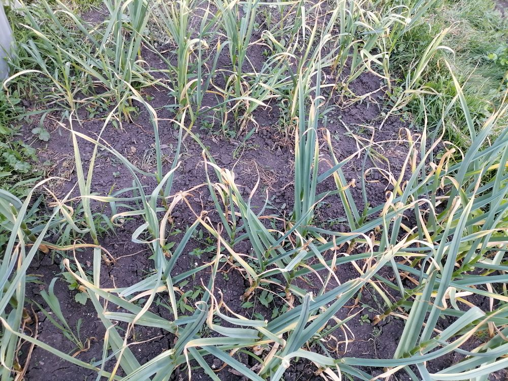 Июль, чеснок желтеет, фото автора