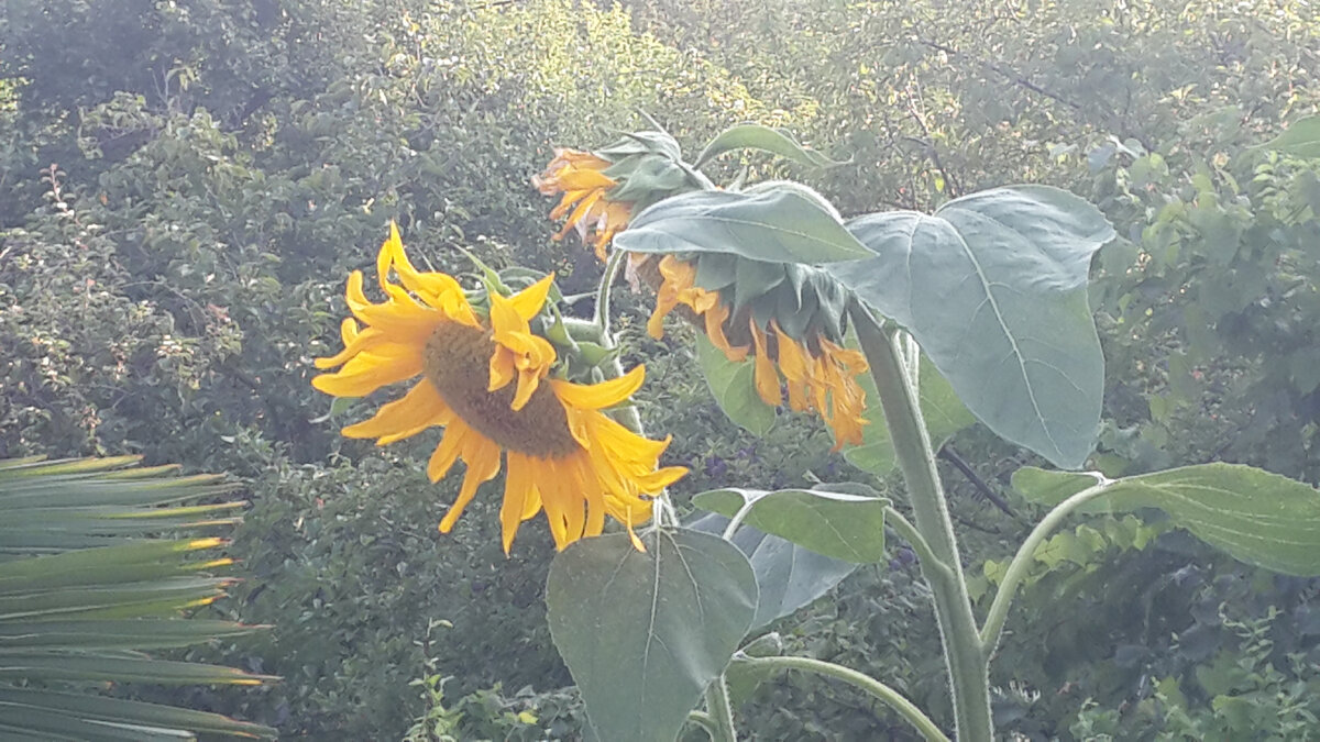 Выращивание подсолнуха на даче