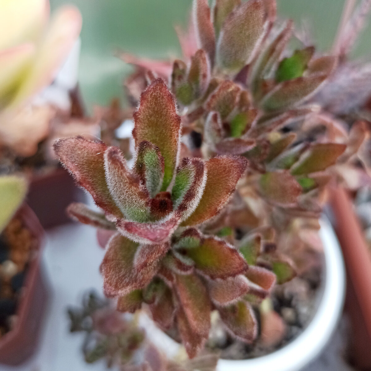 Каланхоэ tomentosa