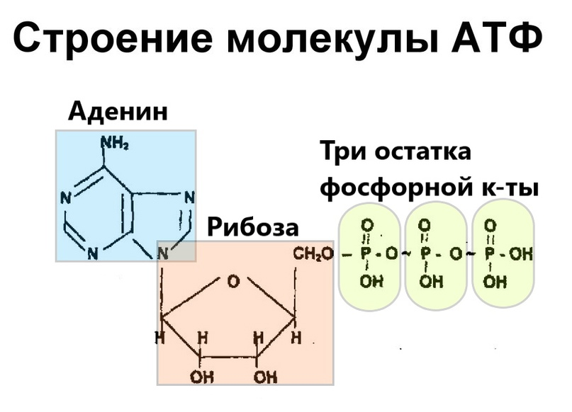 Строение атф рисунок