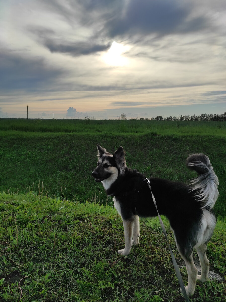 Во  время остановок на заправках Овчарик отдыхает от машины

