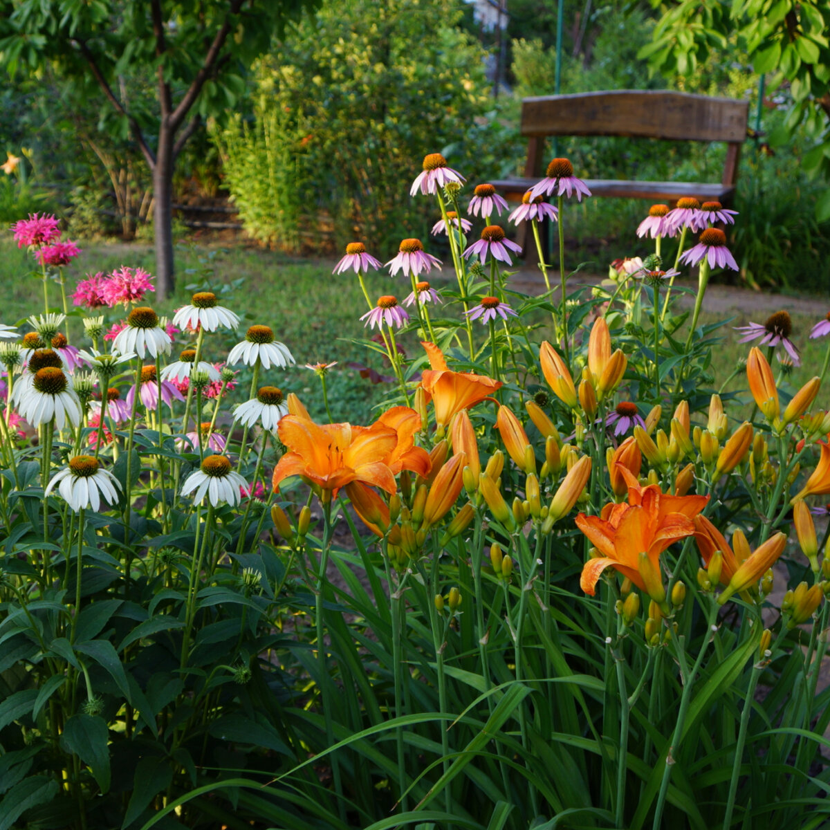 Лилейник в компании эхинацеи и монарды - цветник в деревенском стиле 