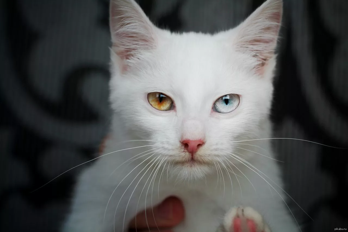 Кошка муэзза пророка мухаммеда. Муизза кошка пророка. Кошка мухаммеда муизза. Муэцца кошка пророка. Муэзза кошка пророка.