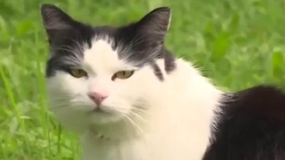 Фото: © Скриншот с видео КОТ ПУШОК