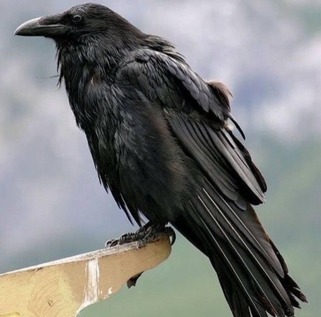 Corvus Corax Bird