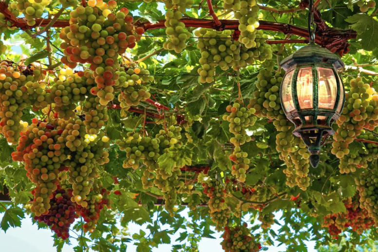 я оказался в своем саду