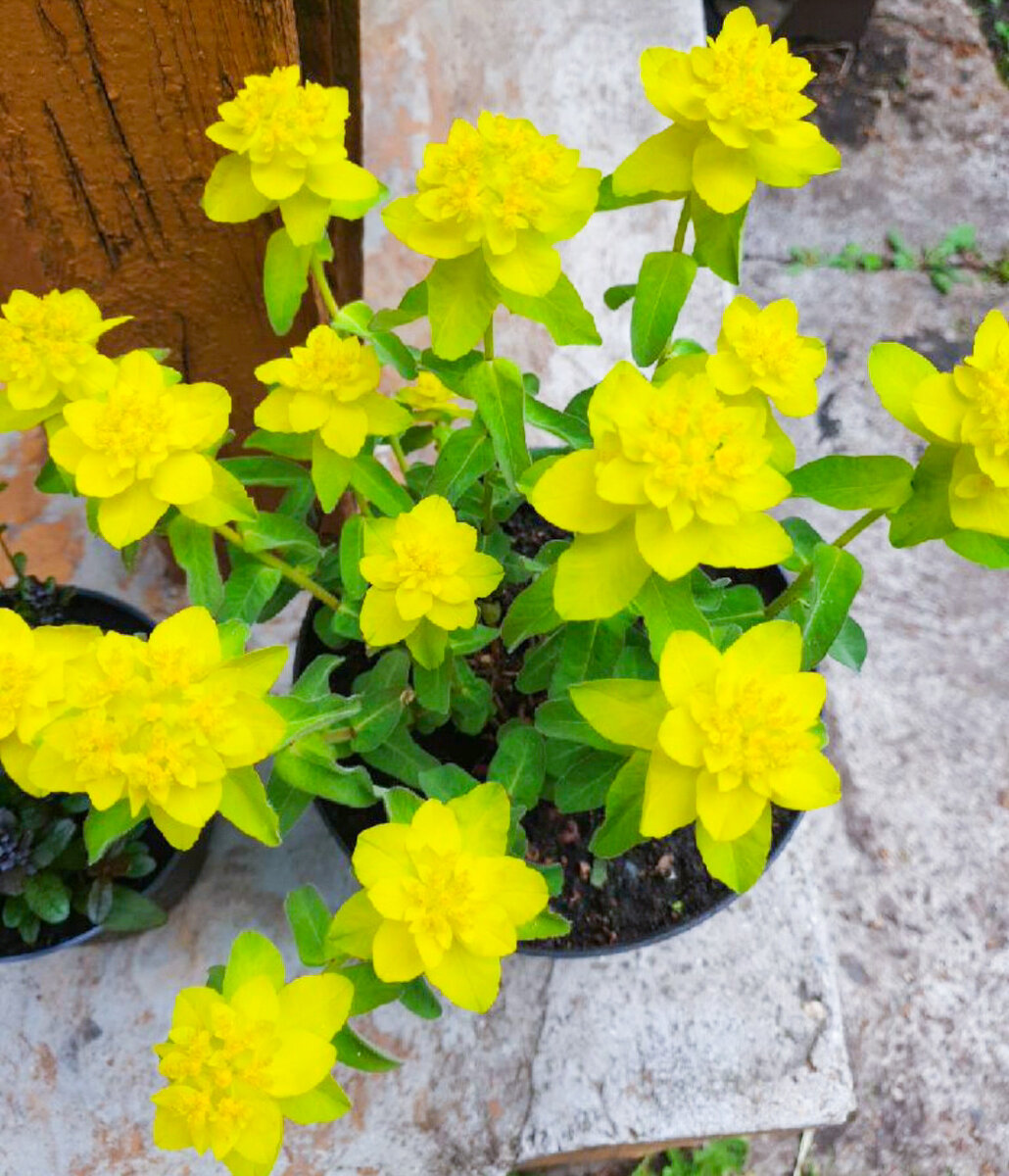 А это молочай, который в прошлом году мы посадили вот таким красивым кустиком. Вероятно из-за жары в этом году он не цвёл...