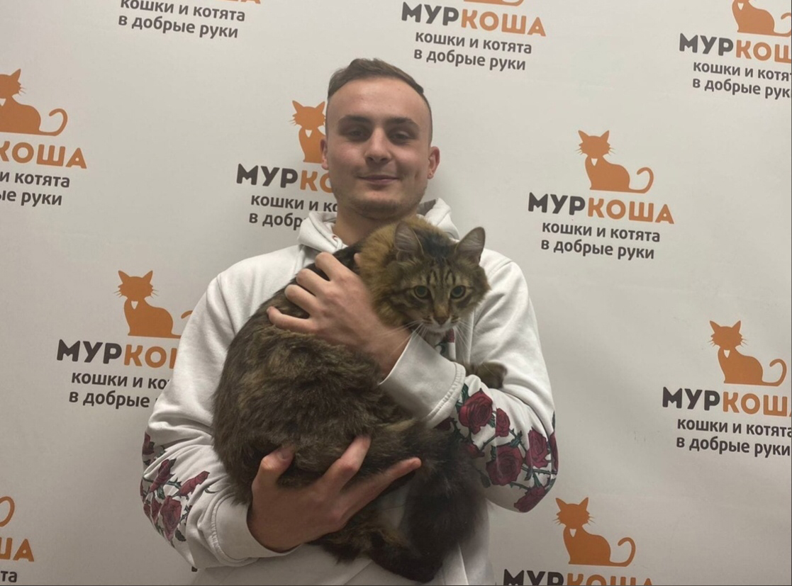 Adoption центр для кошек муркоша. Talking tom игра 2010. коте му. животные кошки. берлиоз дисней.