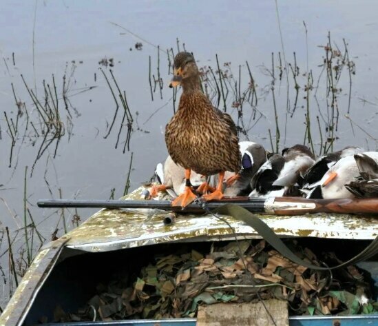 Добавьте описание