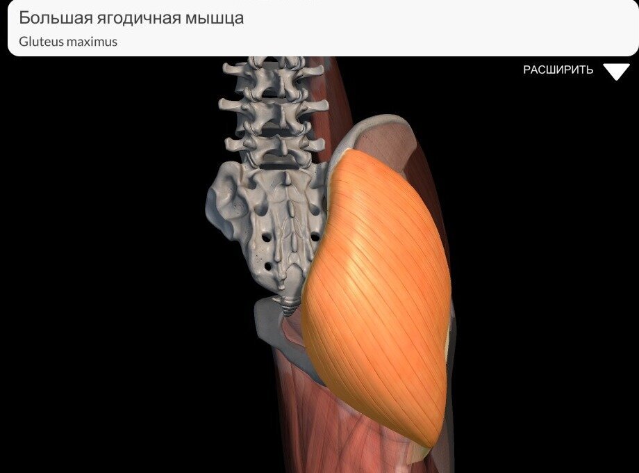 Большая ягодичная мышца (визуализация, 3д модель)